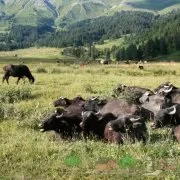 Отелення корови як запустити і чим годувати, ознаки та календар вагітності (запустити) Отелення корови як запустити і чим годувати, ознаки та календар вагітності