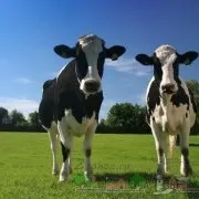 Отелення корови як запустити і чим годувати, ознаки та календар вагітності (корови) Отелення корови як запустити і чим годувати, ознаки та календар вагітності