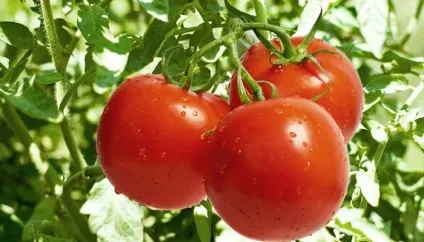 Отруєння помідорами стиглими і зеленими симптоми, лікування