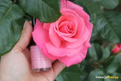 Відгук про лак для нігтів revlon colorstay gel envy №100 revlon ти прекрасніше, ніж пелюстки троянди (envy) Відгук про лак для нігтів revlon colorstay gel envy №100 revlon ти прекрасніше, ніж пелюстки троянди