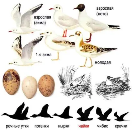 Озерна чайка, або річкова, або звичайна чайка, або мавпа