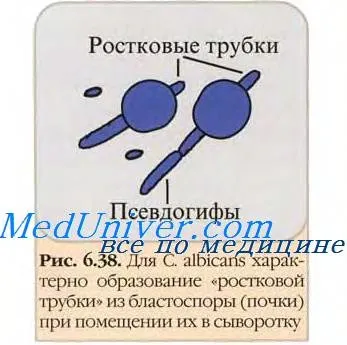 патогенез кандидозу