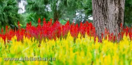 Парк Нонг Нуч
