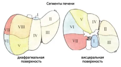 Печінка людини будова, анатомія органу, функції (органу) Печінка людини будова, анатомія органу, функції