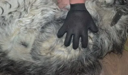 Рукавичка для зняття вовни з тварин pet brush glove (true touch), мій огляд (вовни) Рукавичка для зняття вовни з тварин pet brush glove (true touch), мій огляд