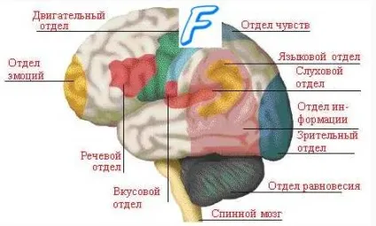 Патологія інсульту - лікування серця