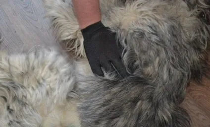 Рукавичка для зняття вовни з тварин pet brush glove (true touch), мій огляд (зняття) Рукавичка для зняття вовни з тварин pet brush glove (true touch), мій огляд
