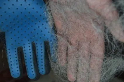 Рукавичка для зняття вовни з тварин pet brush glove (true touch), мій огляд (brush) Рукавичка для зняття вовни з тварин pet brush glove (true touch), мій огляд