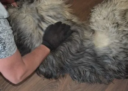 Рукавичка для зняття вовни з тварин pet brush glove (true touch), мій огляд (brush) Рукавичка для зняття вовни з тварин pet brush glove (true touch), мій огляд