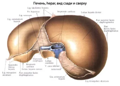 Печінка людини будова, анатомія органу, функції (функції) Печінка людини будова, анатомія органу, функції