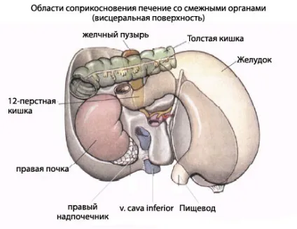 Печінка людини будова, анатомія органу, функції (органу) Печінка людини будова, анатомія органу, функції
