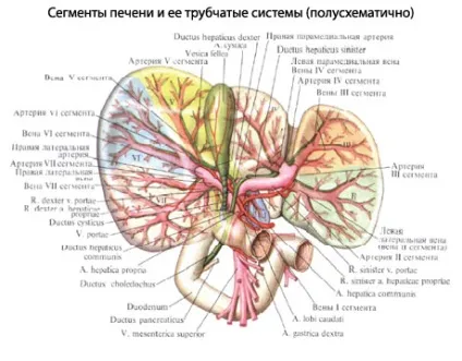 Печінка людини будова, анатомія органу, функції (sulcus venae cavae) Печінка людини будова, анатомія органу, функції