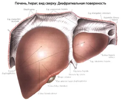 Печінка людини будова, анатомія органу, функції (органу) Печінка людини будова, анатомія органу, функції
