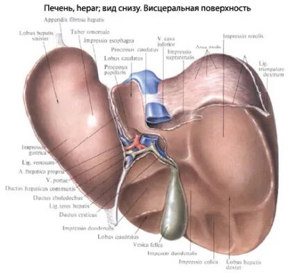 Печінка людини будова, анатомія органу, функції (будова) Печінка людини будова, анатомія органу, функції