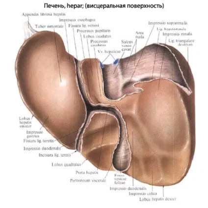 Печінка людини будова, анатомія органу, функції (печінка) Печінка людини будова, анатомія органу, функції