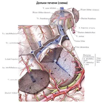 Печінка людини будова, анатомія органу, функції (sulcus venae cavae) Печінка людини будова, анатомія органу, функції