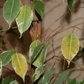 Пересадка фікуса каучуконосного в домашніх умовах відео і фото (каучуконосного) Пересадка фікуса каучуконосного в домашніх умовах відео і фото