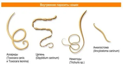 Чи передаються глисти від кішок до людини (можна) Чи передаються глисти від кішок до людини