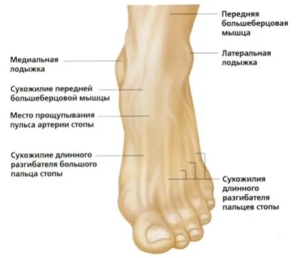 Перелом щиколотки зі зміщенням лікування і відновлення