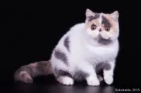 Розплідник перських та екзотичних короткошерстих кішок sigel, продаж перських та екзотичних