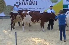 племпідприємство Антраціткое