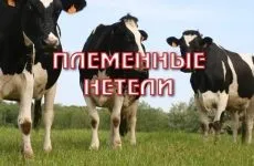 племпідприємство Антраціткое