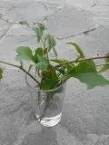 Плющ садовий вічнозелений посадка і догляд (плющ) Плющ садовий вічнозелений посадка і догляд