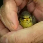 Чому люди брешуть причини брехні (люди) Чому люди брешуть причини брехні