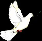 Чому голуба називають птахом світу (світ) Чому голуба називають птахом світу