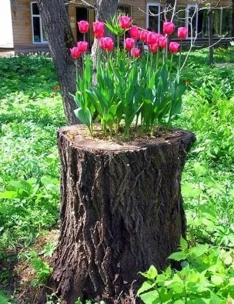 Пні в ландшафтному дизайні види застосування і способи декору (способи використовувати ландшафтному) Пні в ландшафтному дизайні види застосування і способи декору