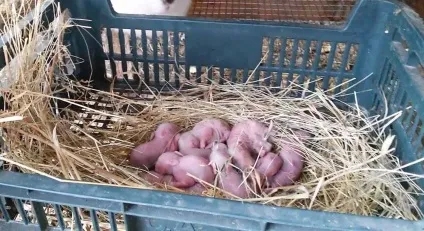 Чому кролиця їсть кроленят які причини і що робити (кролиця) Чому кролиця їсть кроленят які причини і що робити