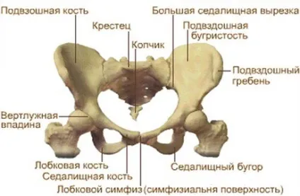 Чому болять кістки тазу при вагітності на пізніх термінах (кістки) Чому болять кістки тазу при вагітності на пізніх термінах