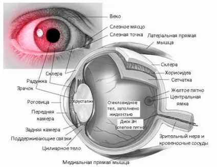 Чому лопається посудину в оці причини, офтальмологія - лікування очей (чому) Чому лопається посудину в оці причини, офтальмологія - лікування очей