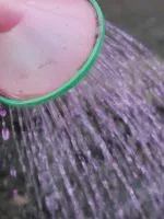 Чому у картоплі скручуються листя
