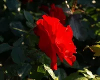 Подаруй дітям казку, успіх з neways (Здрастуйте дорогі друзі) Подаруй дітям казку, успіх з neways