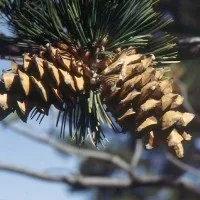 Чому відбуваються лісові пожежі (планета земля) Чому відбуваються лісові пожежі