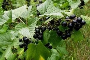 Чому у чорної смородини скручуються листя магія рослин (смородини) Чому у чорної смородини скручуються листя магія рослин