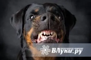 Чому собакам не можна макарони, хеппідогс