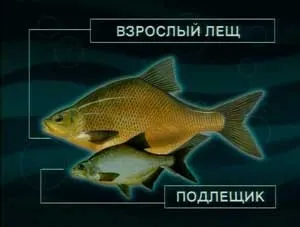 Підлящик на що ловити (коропових загону коропоподібних) Підлящик на що ловити