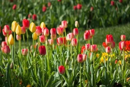 Підживлення ранніх цибулинних квітів, квіти в саду (садиба) (підгодівля) Підживлення ранніх цибулинних квітів, квіти в саду (садиба)