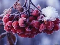 Вірші про сніг і сніжинки