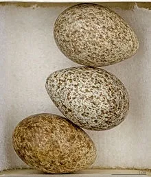 Польовий жайворонок 1
