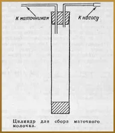 Отримання маточного молочка (маточного) Отримання маточного молочка