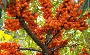 Корисні властивості ягід, спорт і здоров'я