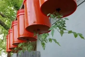 Помідори догори ногами вирощування рослин в перевернутому вигляді (перевернутому вигляді) Помідори догори ногами вирощування рослин в перевернутому вигляді
