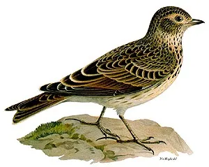 Польовий жайворонок (alauda arvensis) жайворонок польовий, ареал поширення характер перебування (польовий) Польовий жайворонок (alauda arvensis) жайворонок польовий, ареал поширення характер перебування