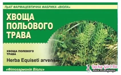 Польовий хвощ - корисні властивості і протипоказання, хвощ для волосся і схуднення (польовий) Польовий хвощ - корисні властивості і протипоказання, хвощ для волосся і схуднення