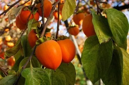 Корисні властивості хурми і застосування (після операцій кишечнику) Корисні властивості хурми і застосування