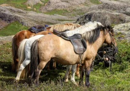 Користь і шкода їзди на конях для чоловіків і для жінок (користь) Користь і шкода їзди на конях для чоловіків і для жінок