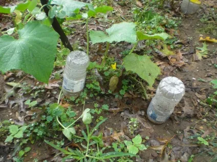 Полив в теплиці з пластикових пляшок через допомогу, крапельний руками, відео з пляшковим поливом, (пластикових) Полив в теплиці з пластикових пляшок через допомогу, крапельний руками, відео з пляшковим поливом,